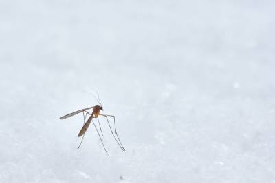 Ловушка для кровопийц: украинцы разработали технологию против комаров – фото, как работает