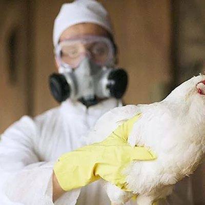 Украина сообщила о вспышке птичьего гриппа на частном подворье в Николаевской области