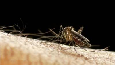 На Занзибаре россияне рискуют заразиться малярией и умереть
