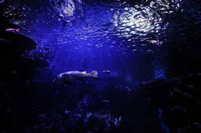 Ученые обнаружили микроорганизмы на глубине ниже 800 метров от морского дна