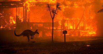 В Австралии во время масштабных пожаров пострадало более трех миллиардов животных