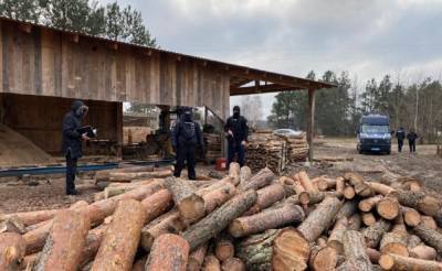 Незаконная порубка леса: на Волыни проводят масштабные обыски – фото, видео