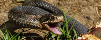 Создано новое противоядие от укусов змей, которое может спасать 100 тысяч жизней в год