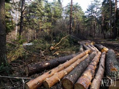 В Кузбассе чёрный лесоруб заплатит государству более 2 млн рублей