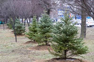 В Ростове с начала года высадили 6 тысяч деревьев и 15 тысяч кустарников