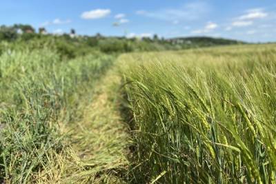 В Тульскую область поступило 20 тонн сомнительной пшеницы