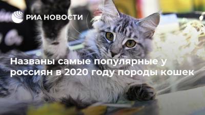 Елена Шевченко - Названы самые популярные у россиян в 2020 году породы кошек - ria.ru - Москва - Россия