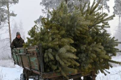 В России упал спрос на живые елки