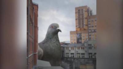 В Петербург в декабре прилетели огромные голуби