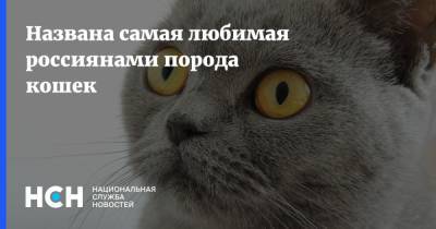 Названа самая любимая россиянами порода кошек