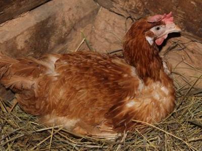 Ветеринары выяснили причину падежа птиц в одном из районов Башкирии