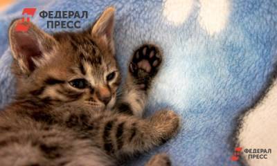 Россиянам перечислили самые популярные породы кошек
