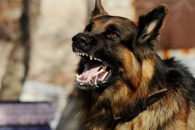 В Одесской области мужчина напал на патрульных и спустил свою собаку, чтобы уйти от наказания