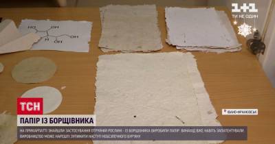 На Прикарпатье ученые начали изготавливать бумагу из ядовитого борщевика - tsn.ua