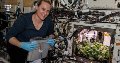 На Международной космической станции впервые собрали урожай редиса. Есть его пока не будут, а отправят на Землю
