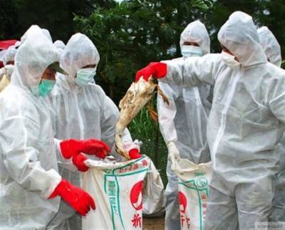 Вспышку высокопатогенного птичьего гриппа зафиксировали во Франции