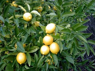 В мире снова растут спрос и цены на лимоны и чеснок