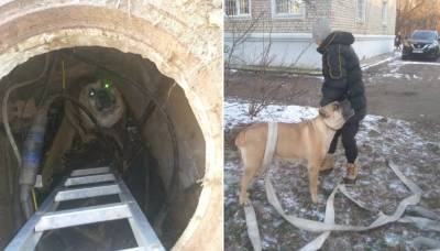 В Тверской области пожарные спасли провалившуюся в коллектор собаку