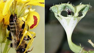 Ученые нашли цветок, который ловит мушек на запах умирающей пчелы