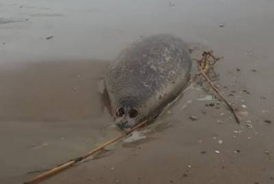 Учёные выяснили причины массовой гибели нерп в Каспийском море