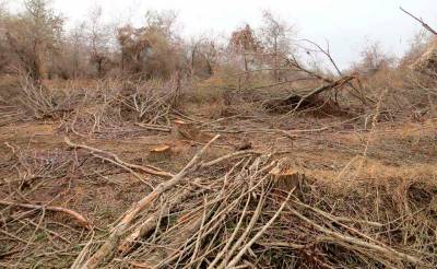Экологи бьют тревогу, под угрозой вырубки оказался Чирчикский реликтовый тугайный лес