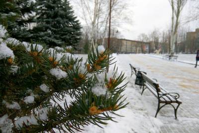 В ЛНР планируют реализовать 1 600 новогодних сосен