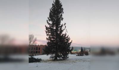 Жители села в Башкирии пожаловались на установленную кривую новогоднюю ёлку