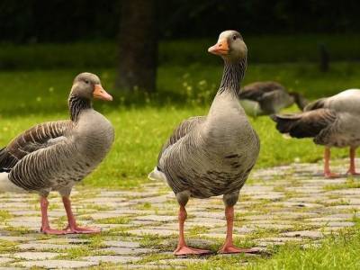 Франция объявила о вспышке смертоносного птичьего гриппа