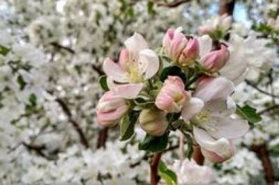 Снег идет - яблони цветут: в Николаевской области жители заметили аномальное явление (видео)