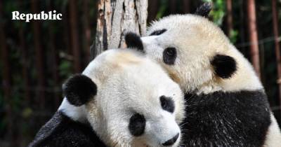 Китайские ученые выяснили, почему гигантские панды обмазываются свежим конским навозом