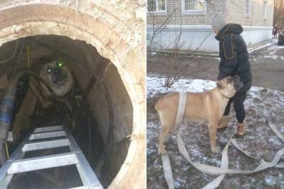 В Тверской области спасли попавшую в западню собаку
