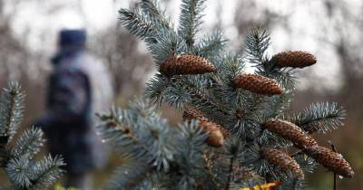 В России спрос на живые ёлки снизился на 30% за три года