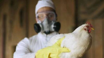 Во Франции произошла вспышка птичьего гриппа