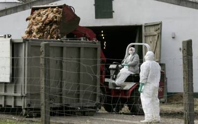 Франция заявила о вспышке птичьего гриппа на утиной ферме