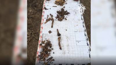 В Ленобласти обнаружили останки 20 человек времён войны