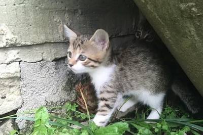 Сотрудники смоленского телевидения ищут приют котятам из заброшенного дома