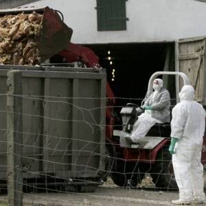 На утиной ферме во Франции выявили вспышку птичьего гриппа
