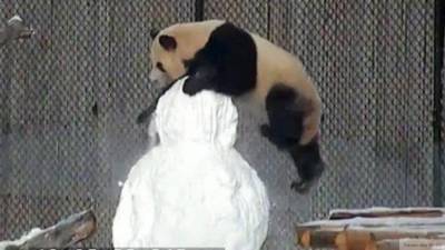 Зоологи выяснили причину любви панд к конскому навозу