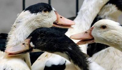 Во Франции серьезная вспышка птичьего гриппа на утиной ферме