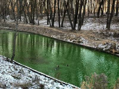 В озере Соловьиной рощи Смоленска резко позеленела вода
