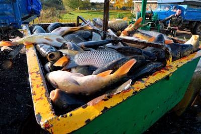 Приморские компании выловили свыше 800 тонн рыбы