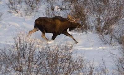 Тюменец убил лося и беременную лосиху, а следователь пытался его защитить