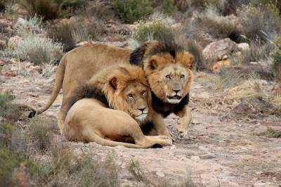 В зоопарке Барселоны коронавирус нашли у четырех львов - Cursorinfo: главные новости Израиля