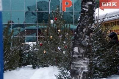В Коми утвердили цены на елки к Новому году