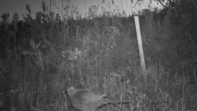 Фотоловушка засняла редкого австралийского попугая