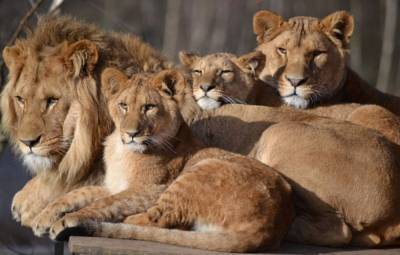 На COVID-19 заболели 4 льва в зоопарке Барселоны: что известно об их состоянии