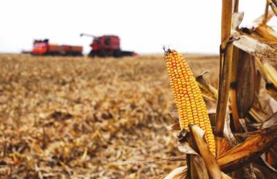 Украинские аграрии намолотили почти 28 млн т кукурузы