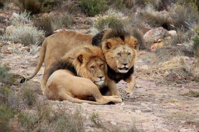 В зоопарке Барселоны коронавирус нашли у четырех львов – Cursorinfo: главные новости Израиля