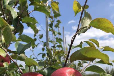 «Мичуринские яблоки» победили в национальном конкурсе Минсельхоза