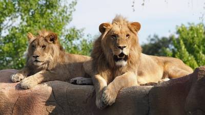 В испанском зоопарке обнаружили коронавирус у четырех львов